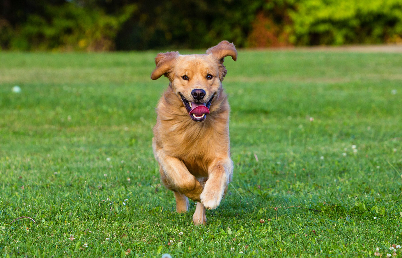 A happy, healthy golden retriever running fast in a park