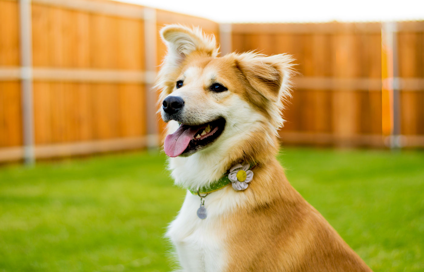 Happy Dog Sitting in Backyard