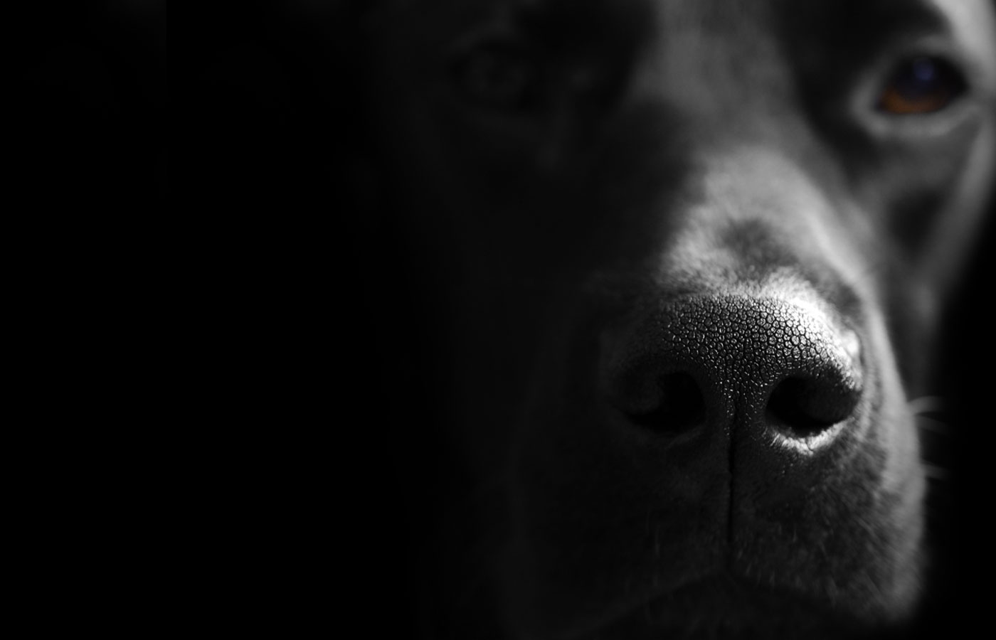 Close up photograph of a black labrador retriever with only his nose in focus