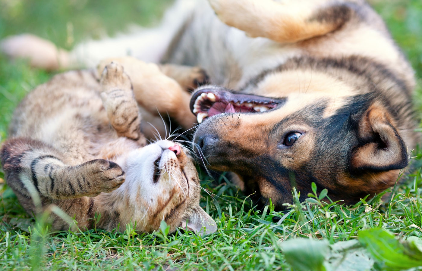 Dog and cat best friends playing together outdoor. Lying on the back together.