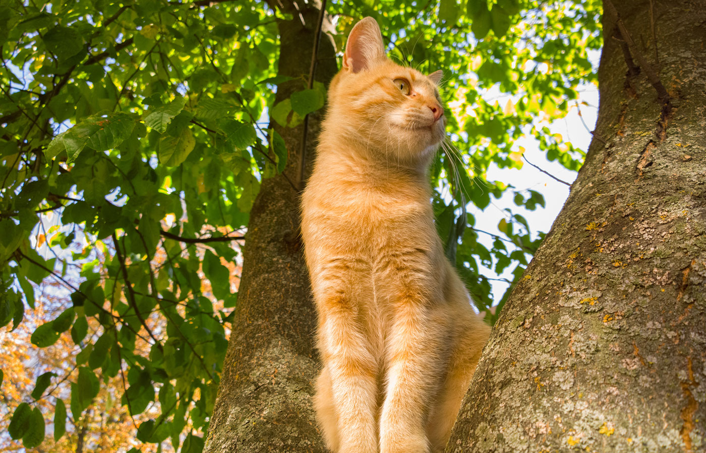 Cat on a tree.