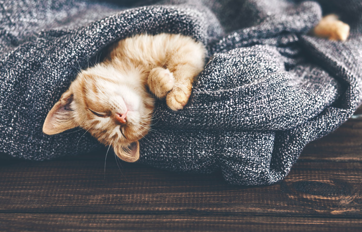 Cute little ginger kitten is sleeping in soft blanket on wooden floor