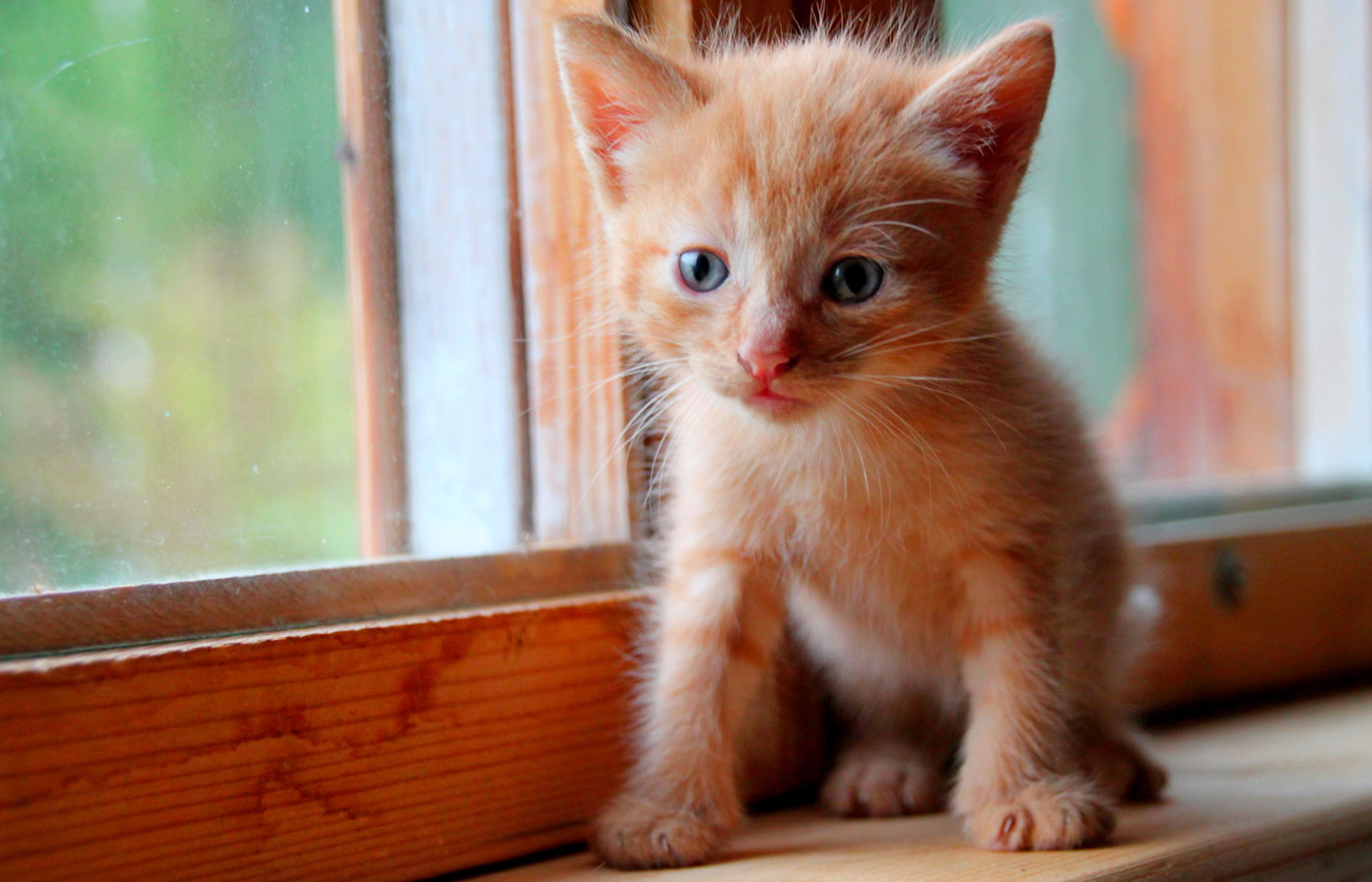 Funny red kitten. Ginger red kitten on window. Long haired red kitten.