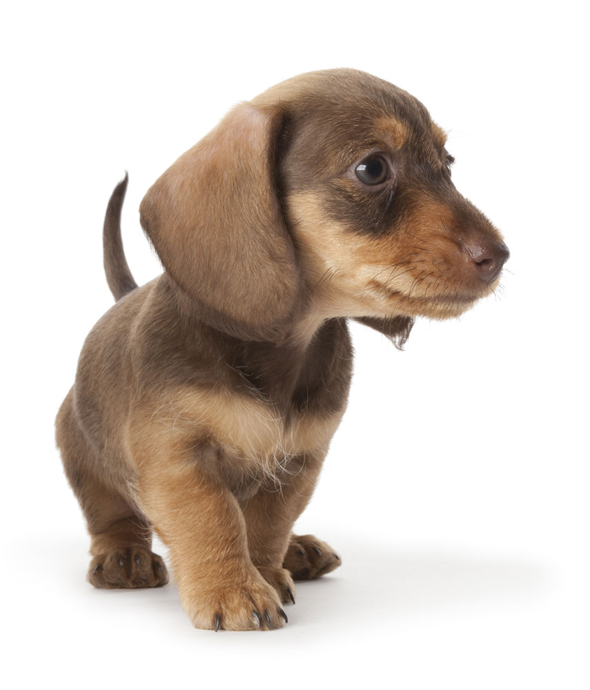 faq-sec-1-bg Wire-haired dachshund puppy on white background with space for text