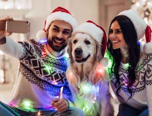 Keeping Pets Safe This Holiday Season