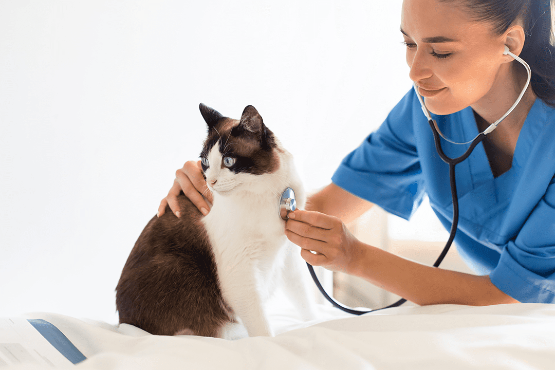 Cat Vet Heart Beat