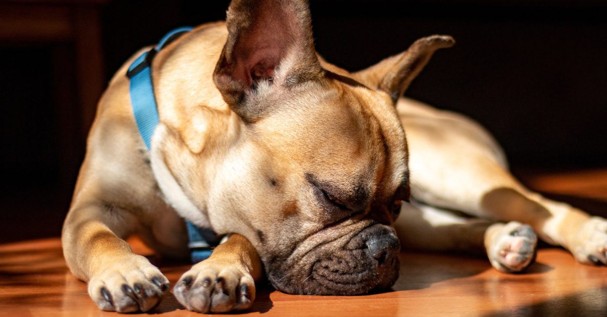 lethargic pug dog laying on the floor