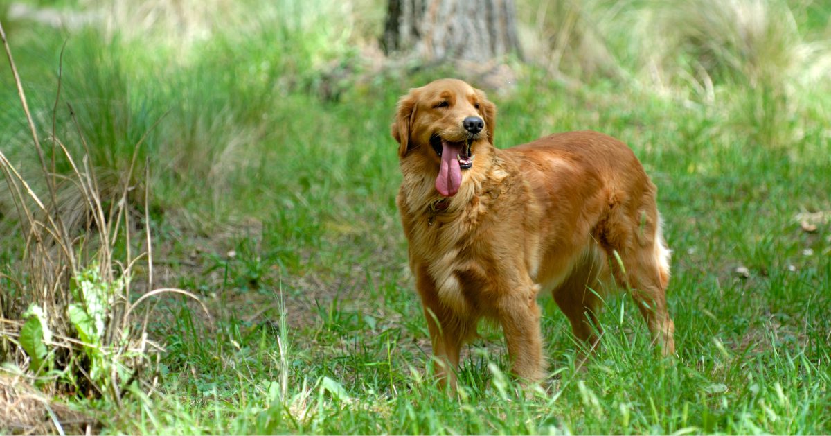 golden retriever standing in a grass field breathing heavily