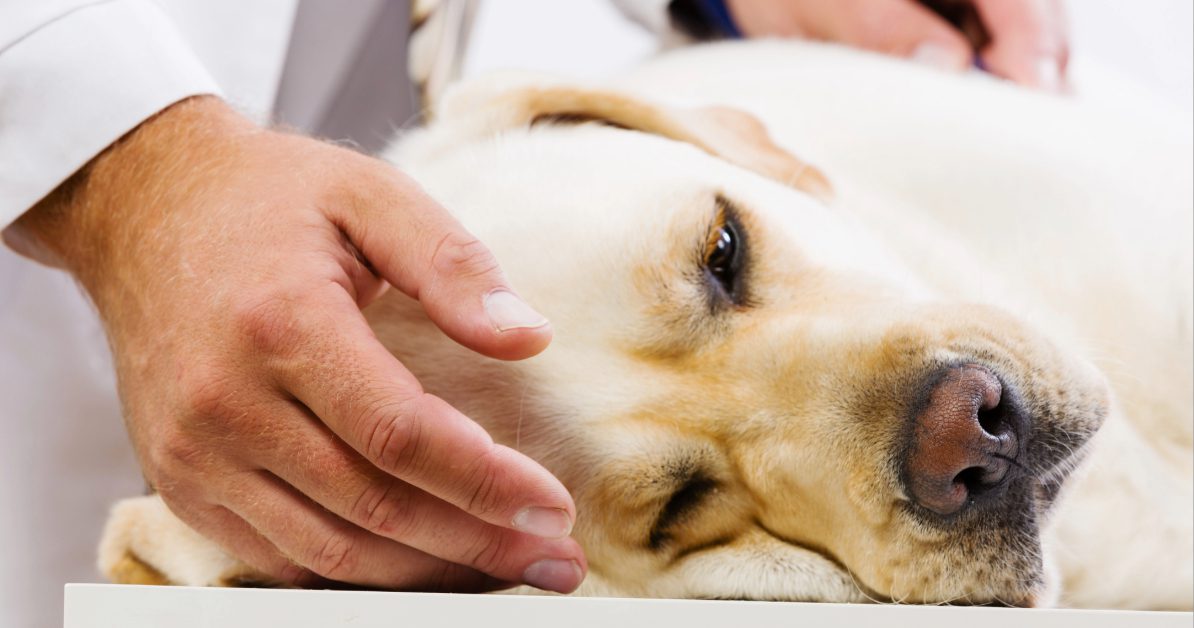 close up of vet petting sick dog at clinic