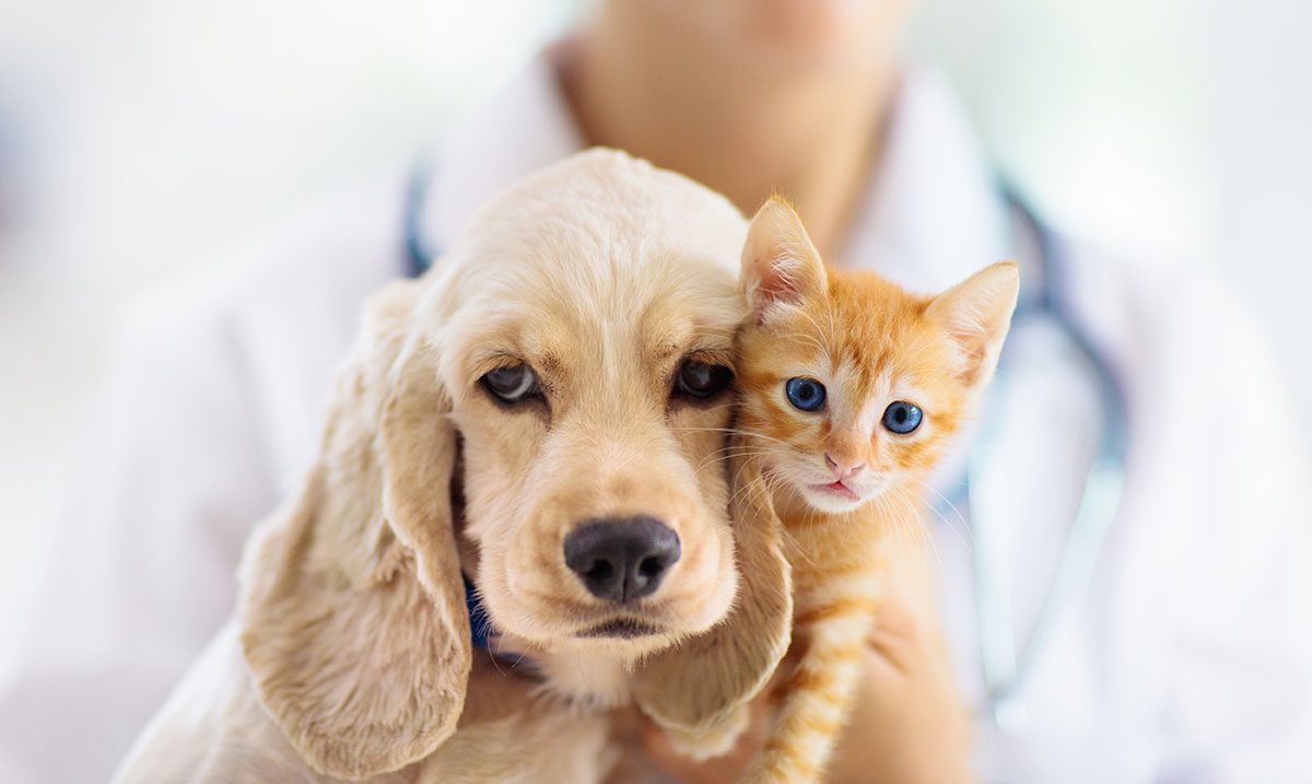 Cat And Dog