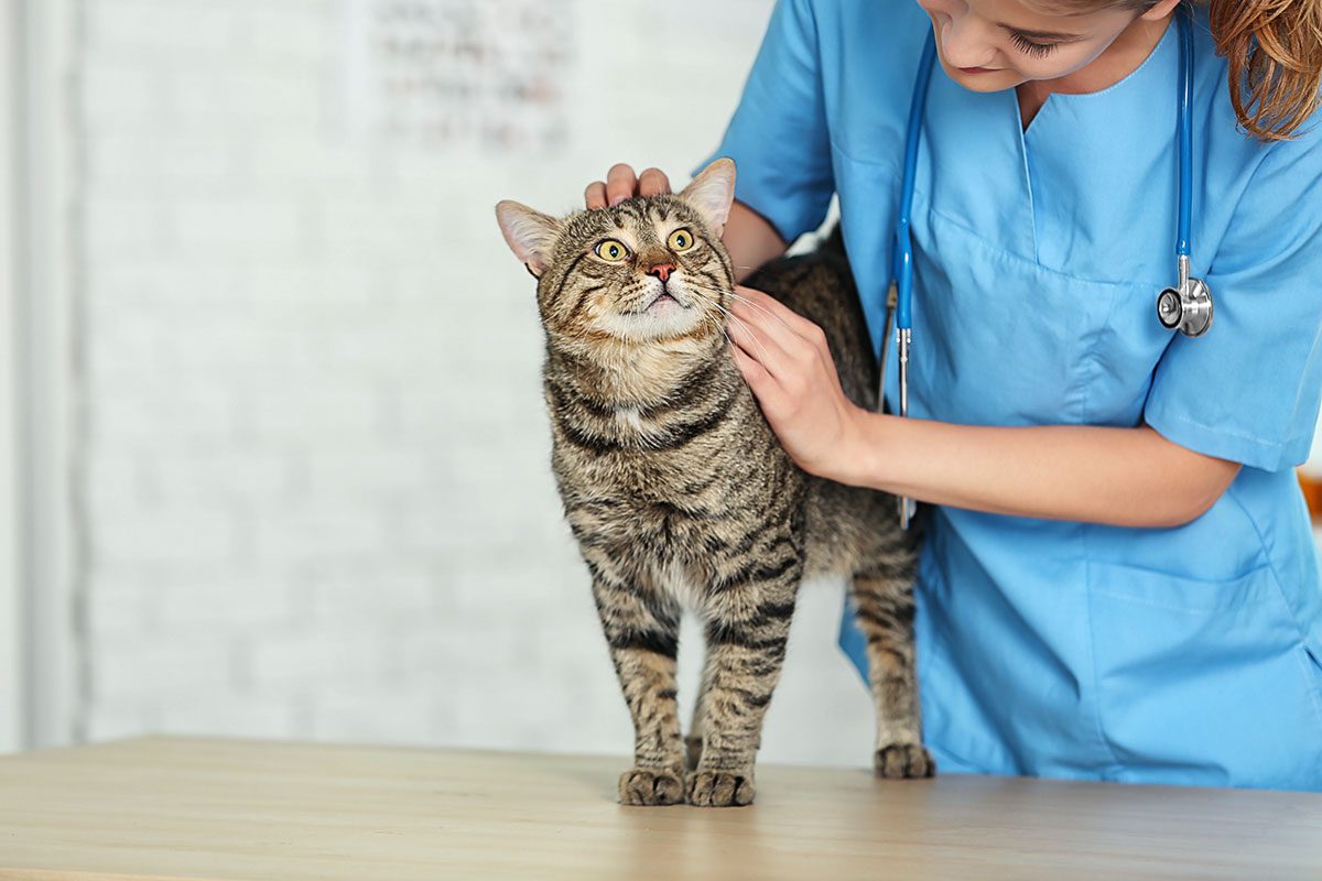 Cat And Vet