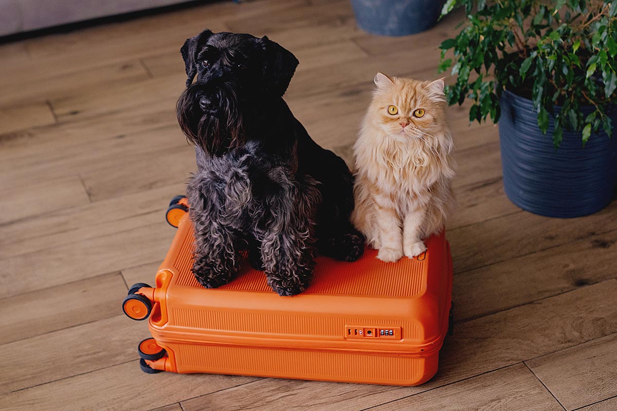 yellow cat and black dog sitting on an orange suitcase