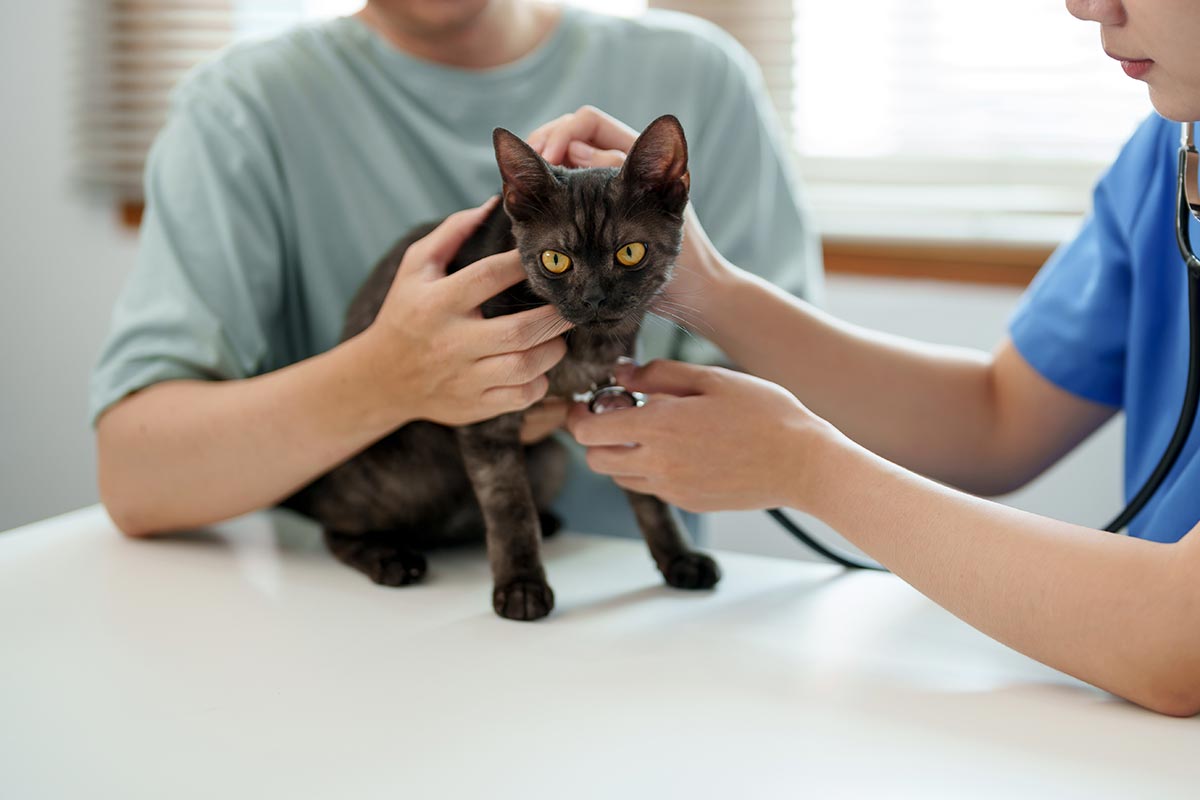 vet checking black cat's vitals