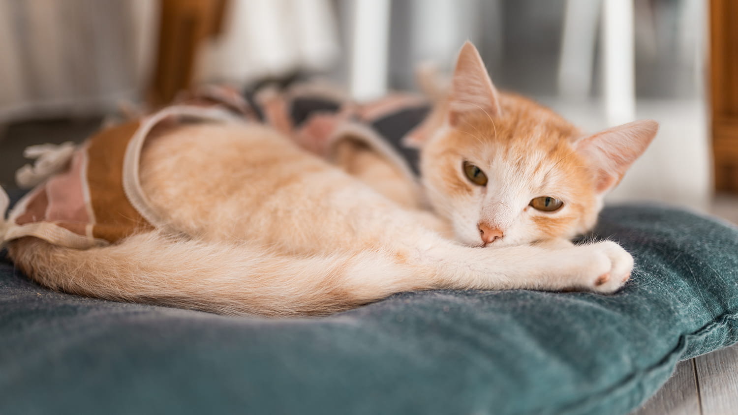 Cat Surgery Recovery