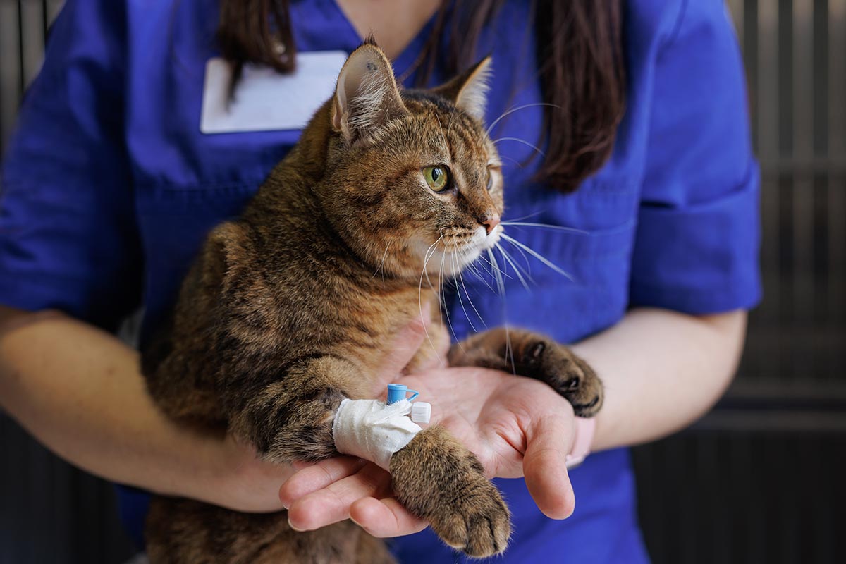 veterinarian holding a cat after treatment