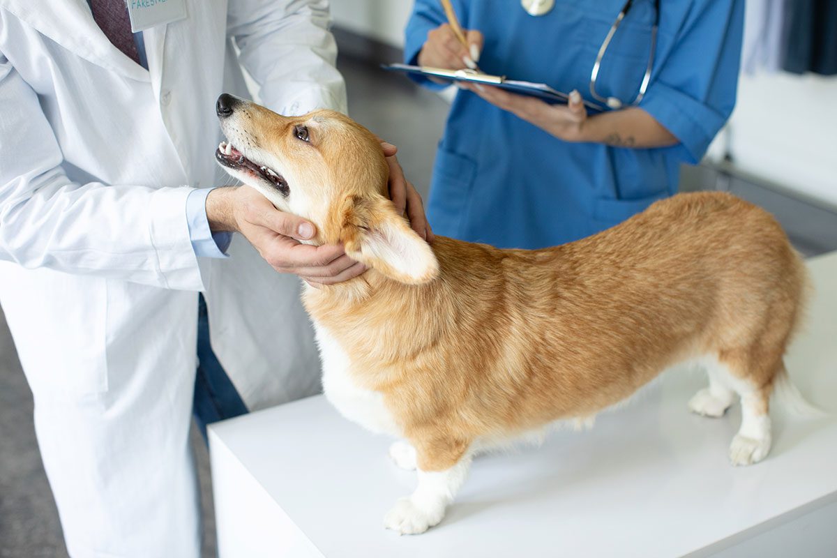 Corgi Exam