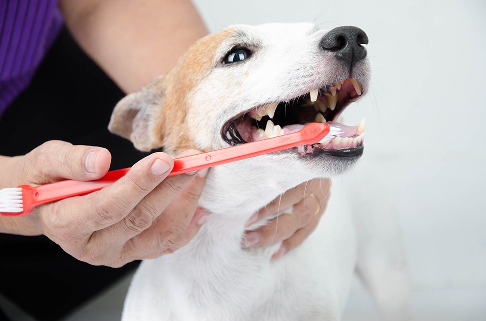 Dog Toothbrush