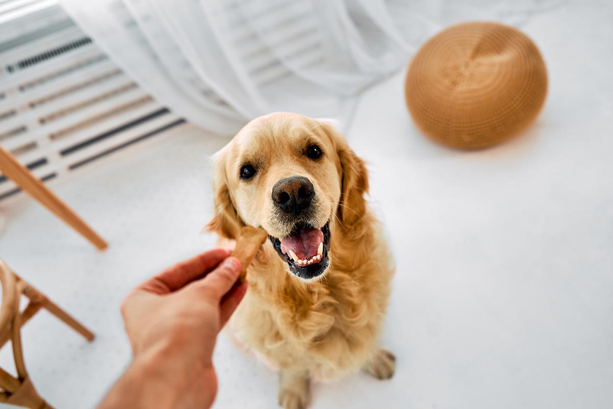 happy golden retriever getting a treat
