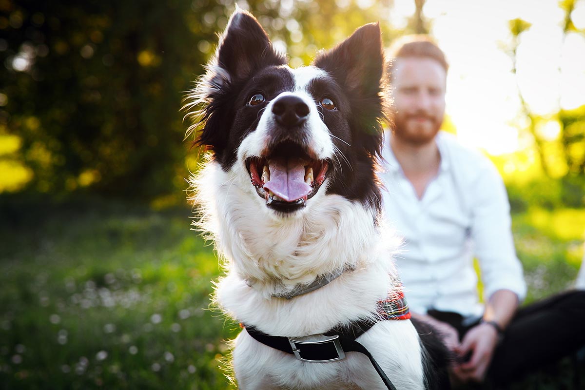 Happy Australian Shepherd with his owners at the park
