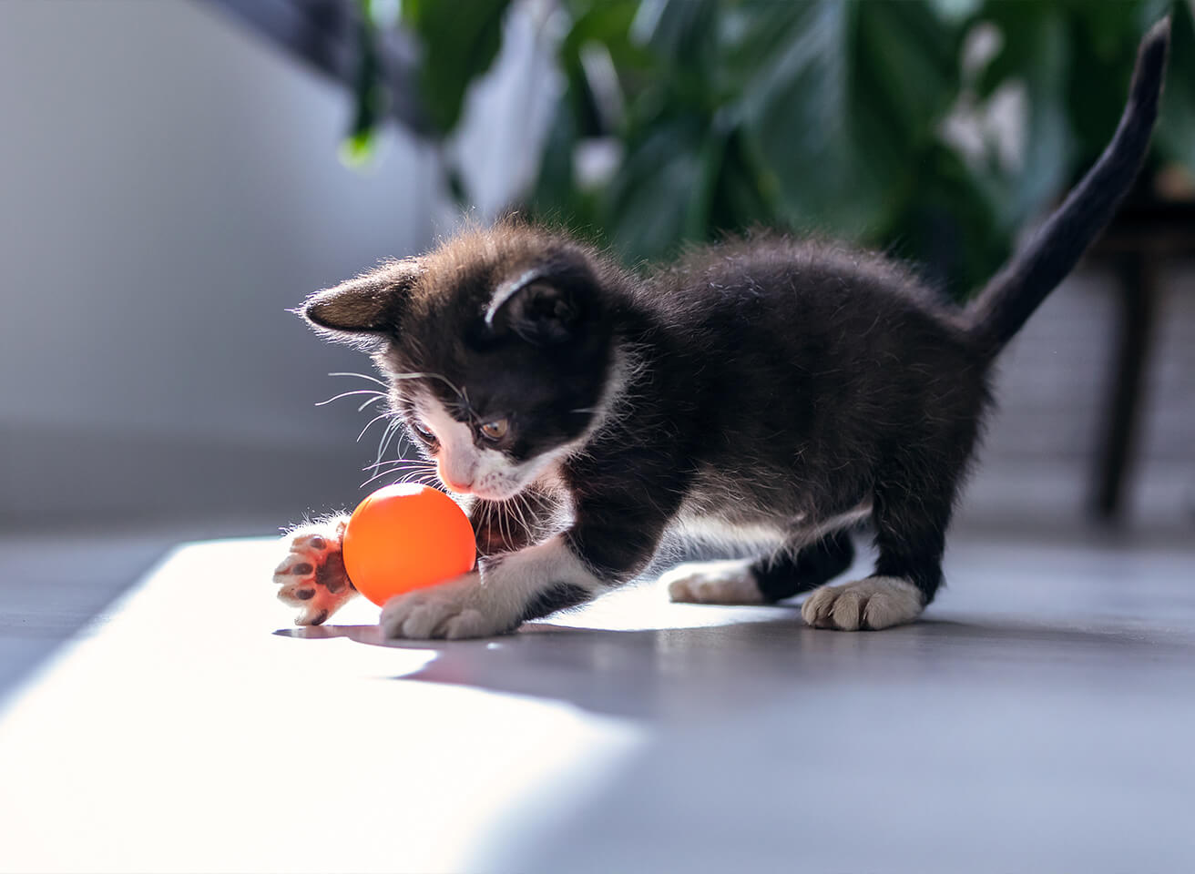 small black and white kitten with orange ball toy