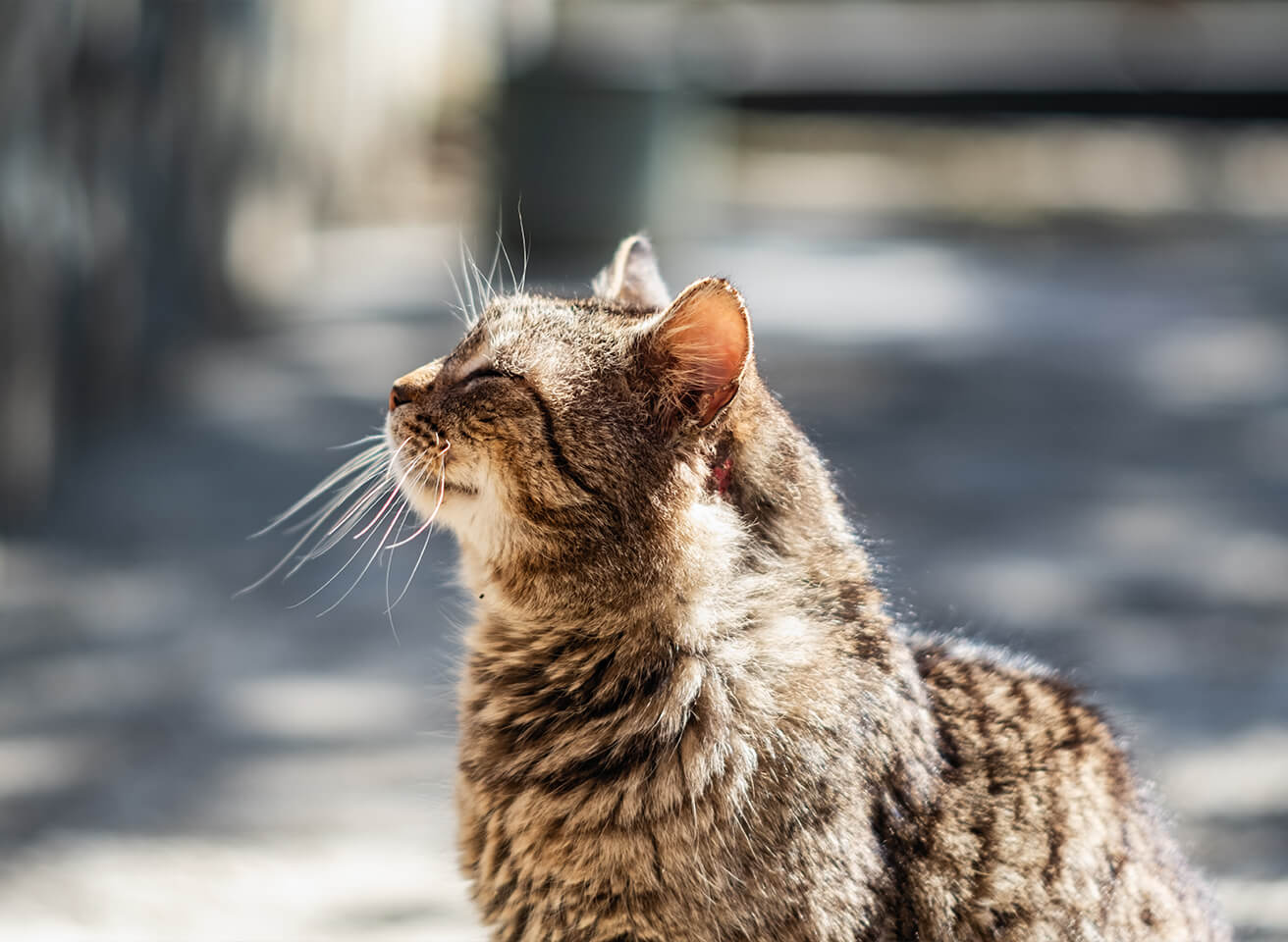 side profile of senior striped cat outside