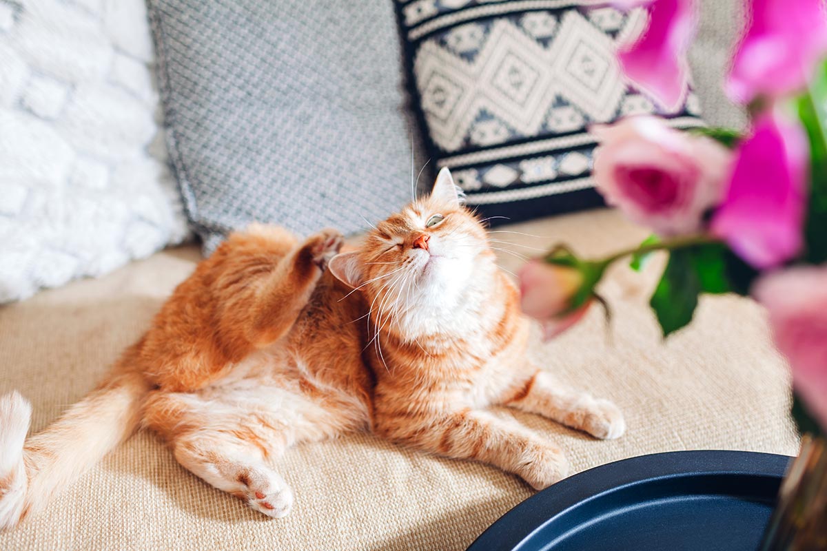 orange cat on a couch itching its ear