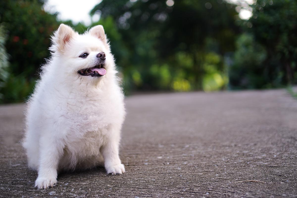 overweight white Pomeranian dog