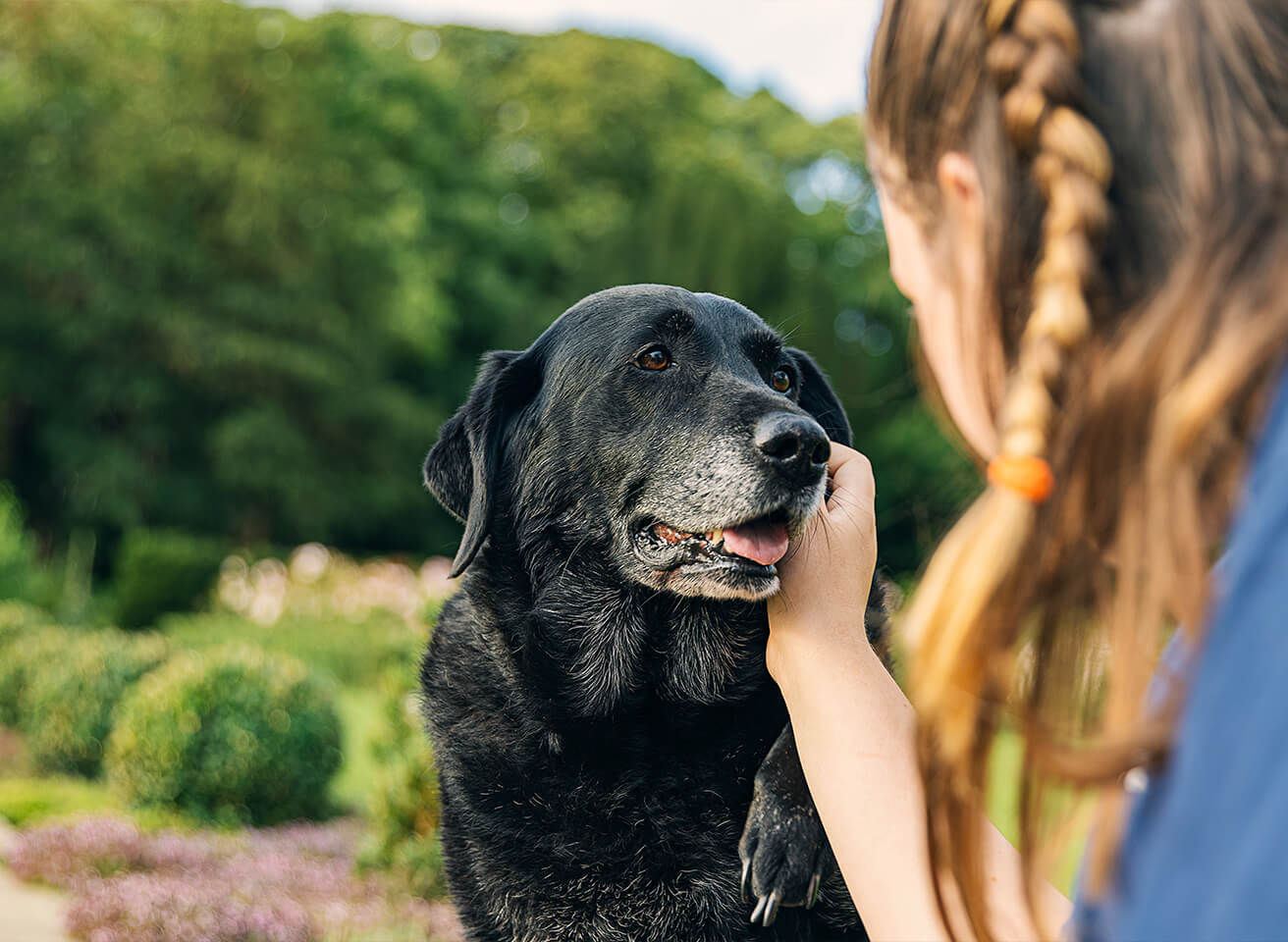 woman putting side of senior black dog's face