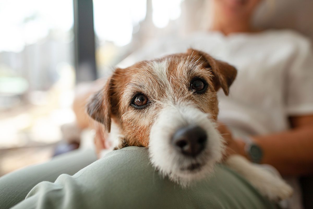Senior Dog