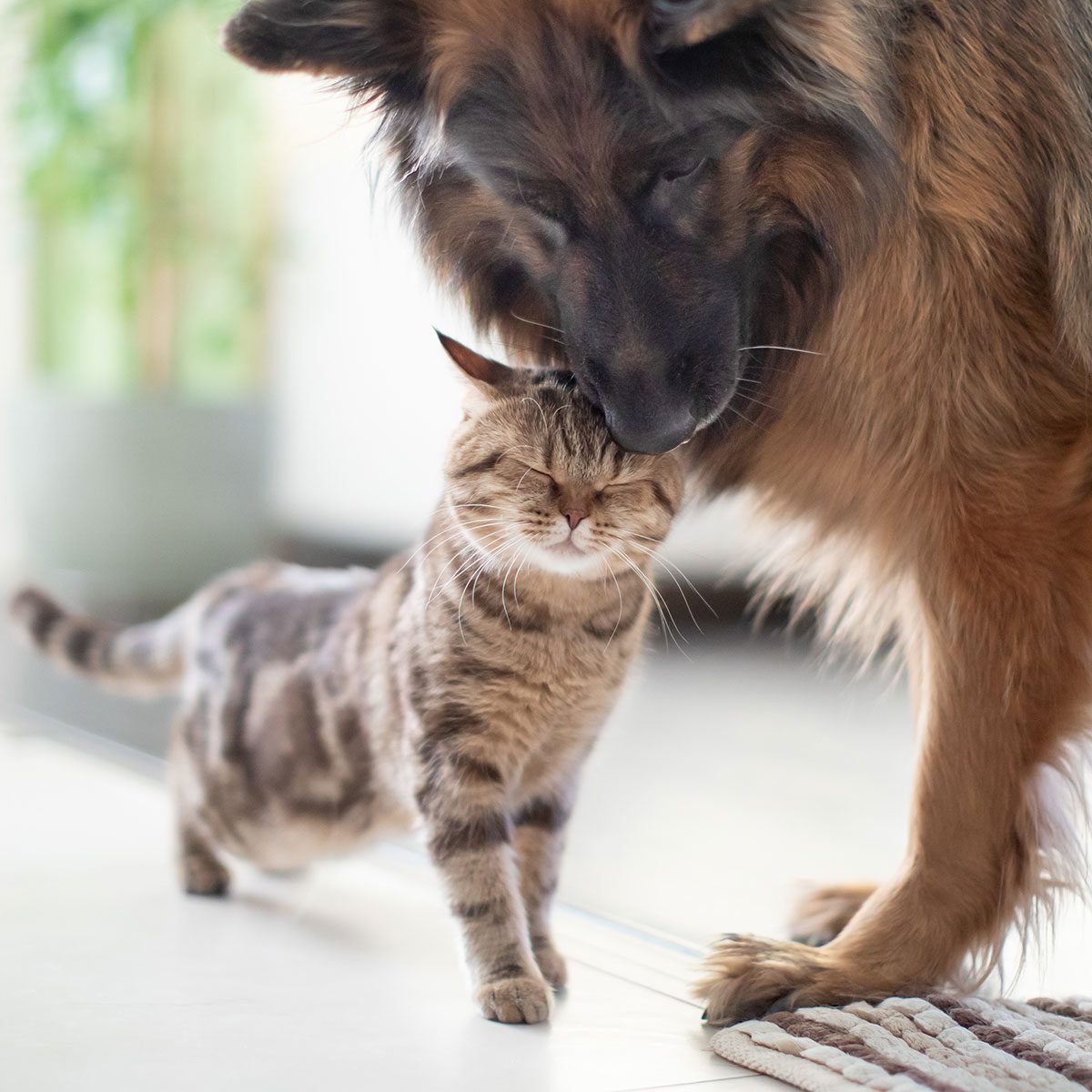 Cat And Dog Nudge